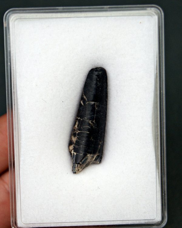 Suchomimus tenerensis