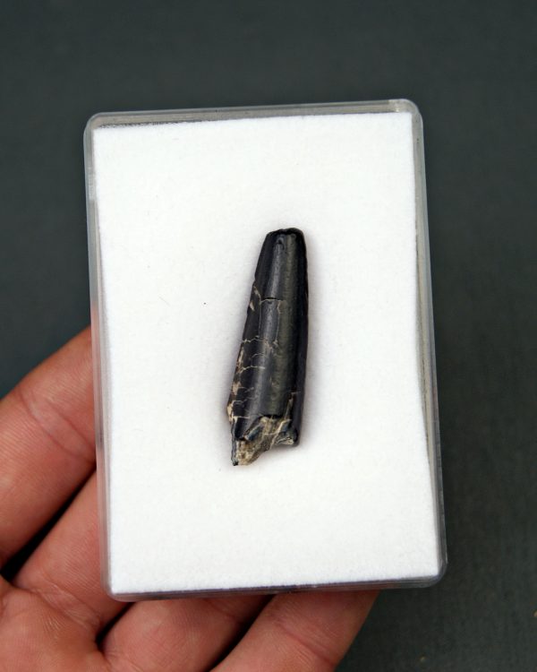 Suchomimus tenerensis