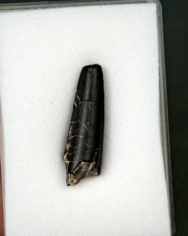 Suchomimus tenerensis