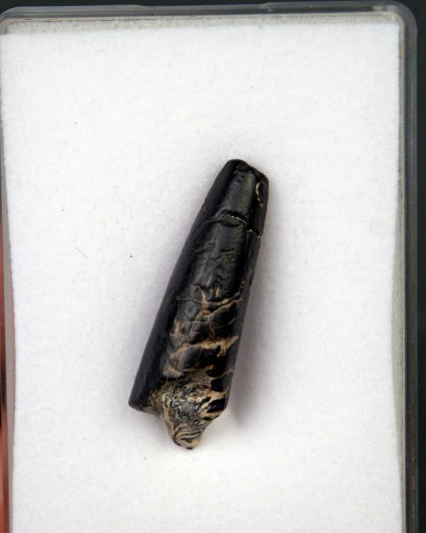 Suchomimus tenerensis