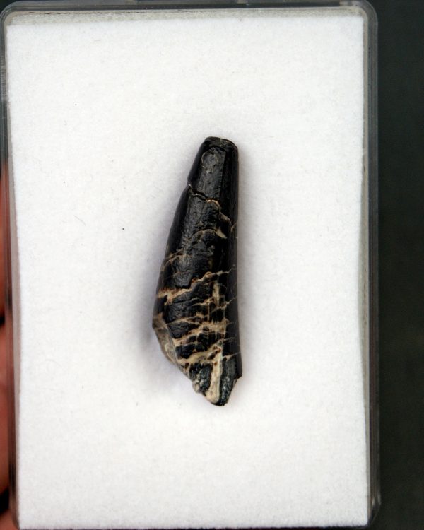 Suchomimus tenerensis