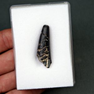 Suchomimus tenerensis