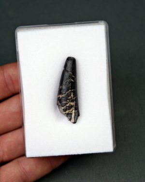 Suchomimus tenerensis