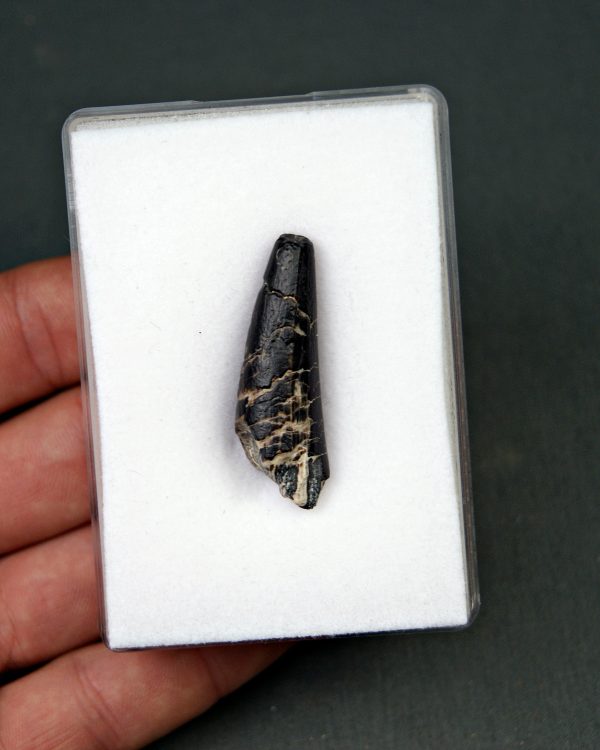 Suchomimus tenerensis