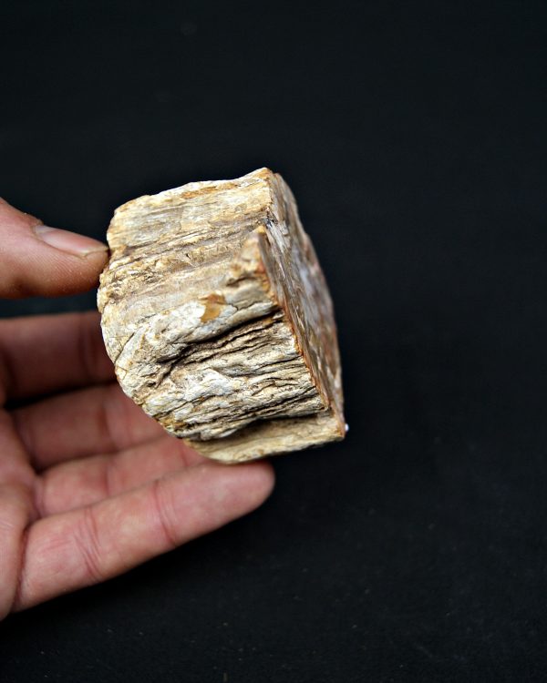 SONY DSC Madera fósil (xilópalo)