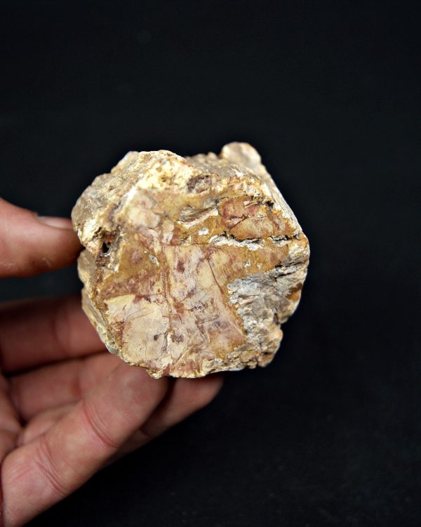 SONY DSC Madera fósil (xilópalo)