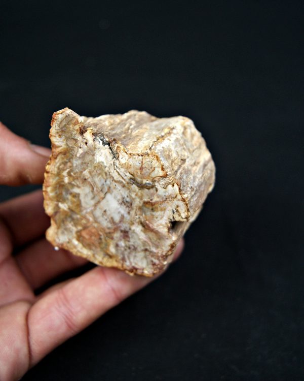 SONY DSC Madera fósil (xilópalo)