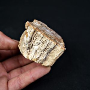 Madera fósil (xilópalo)