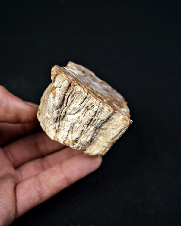 SONY DSC Madera fósil (xilópalo)