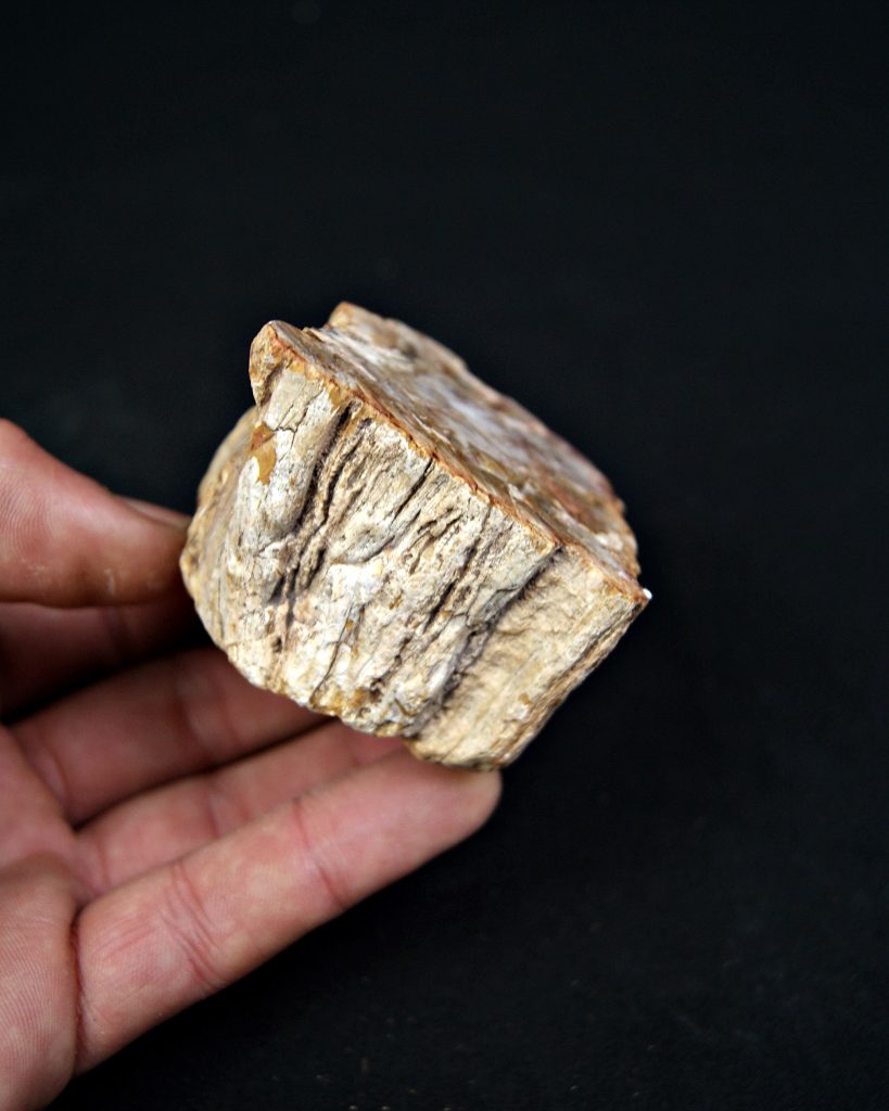 Madera fósil (xilópalo)