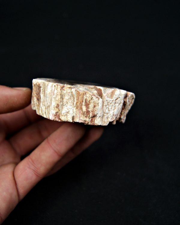 SONY DSC Madera fósil (xilópalo)