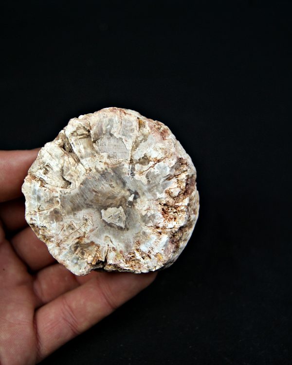 SONY DSC Madera fósil (xilópalo)