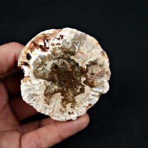 Madera fósil (xilópalo)