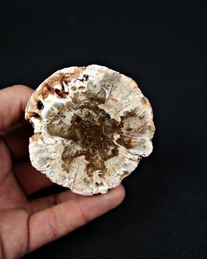 Madera fósil (xilópalo)