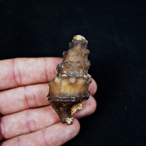 Cerithium agatizado