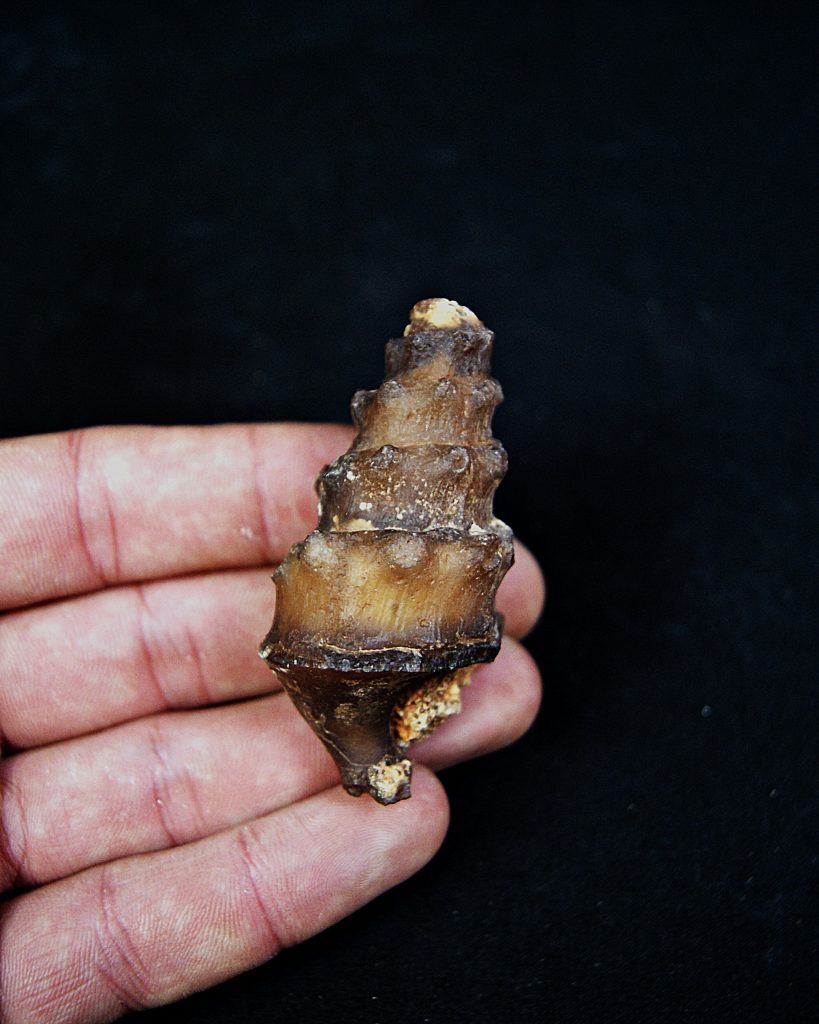Cerithium agatizado