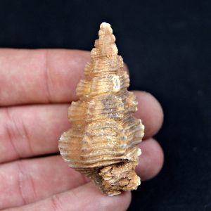 Cerithium agatizado