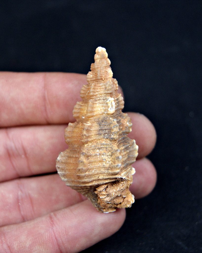 Cerithium agatizado