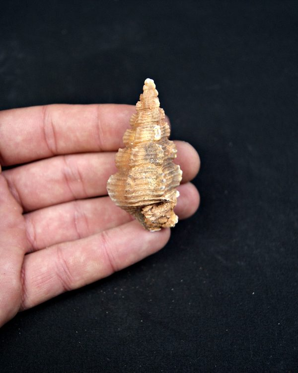 SONY DSC Cerithium agatizado