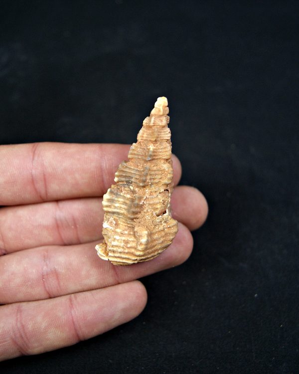 SONY DSC Cerithium agatizado