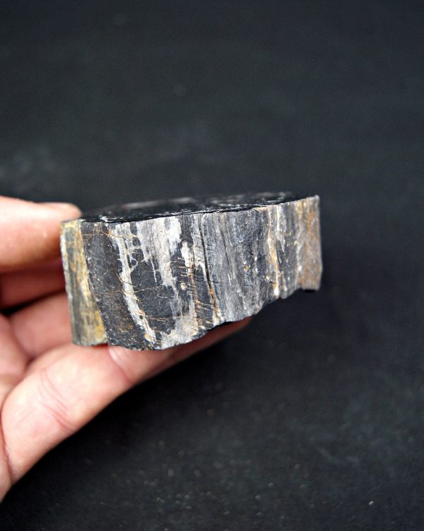 Madera fósil (xilópalo) de conífera