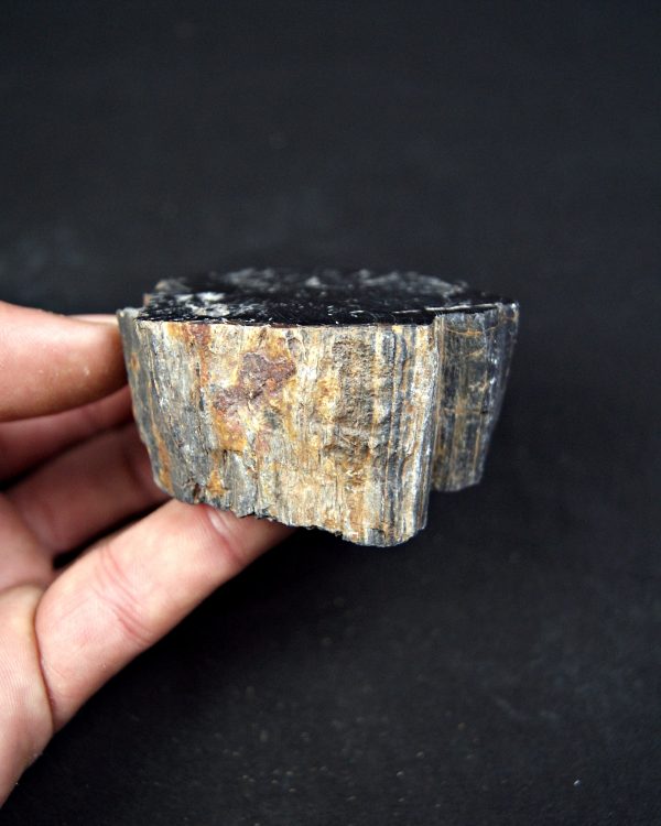 Madera fósil (xilópalo) de conífera