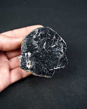 Madera fósil (xilópalo) de conífera