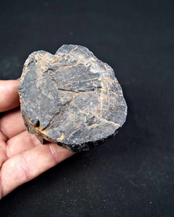 Madera fósil (xilópalo) de conífera