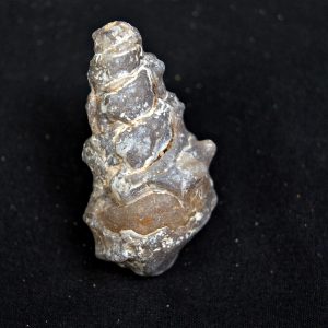 Cerithium agatizado