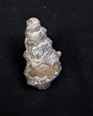 Cerithium agatizado