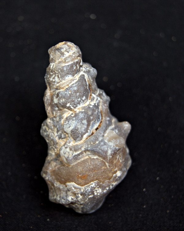 SONY DSC Cerithium agatizado