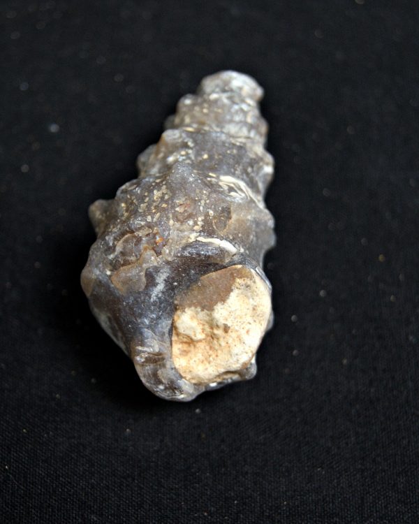 SONY DSC Cerithium agatizado