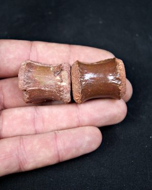 Conjunto anatómico terópodo juvenil