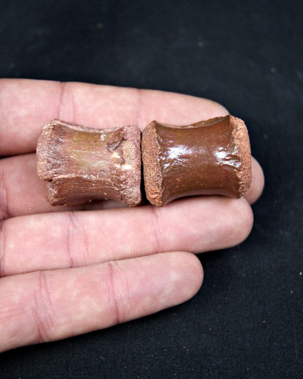 SONY DSC Conjunto anatómico terópodo juvenil