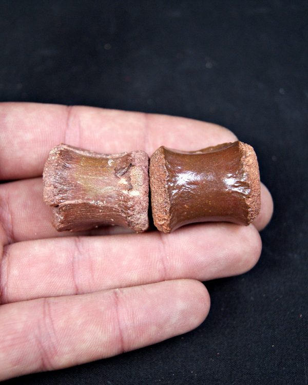 SONY DSC Conjunto anatómico terópodo juvenil