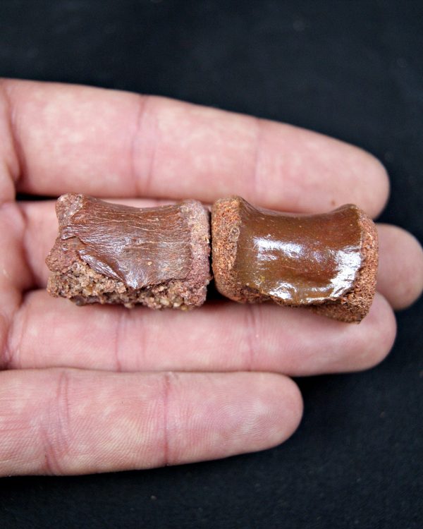 SONY DSC Conjunto anatómico terópodo juvenil