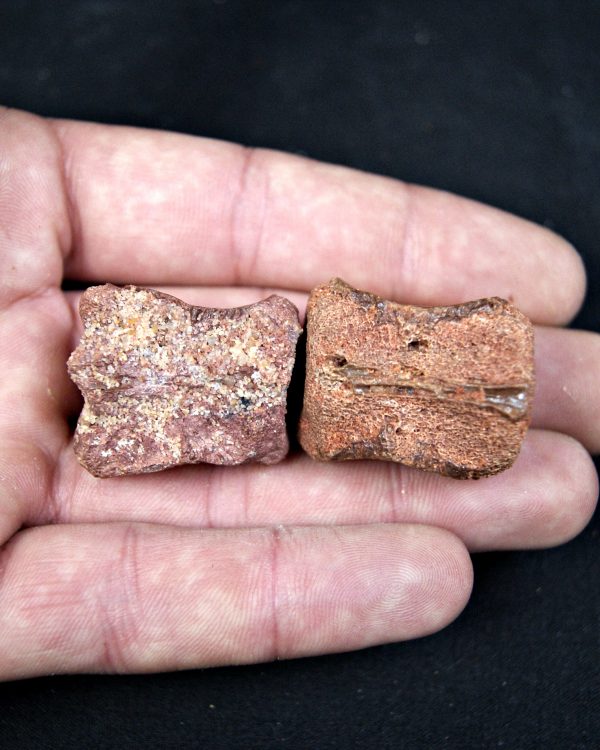 SONY DSC Conjunto anatómico terópodo juvenil