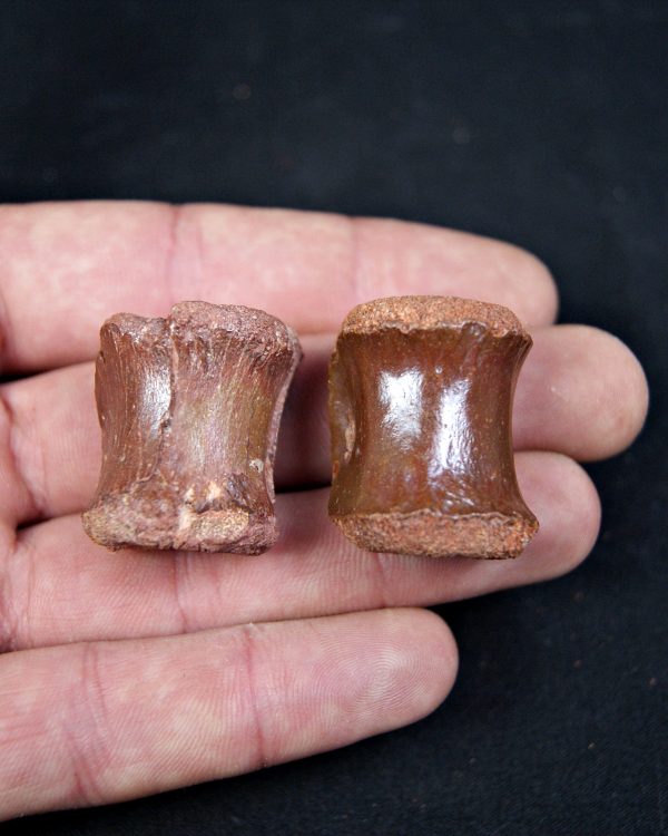 SONY DSC Conjunto anatómico terópodo juvenil