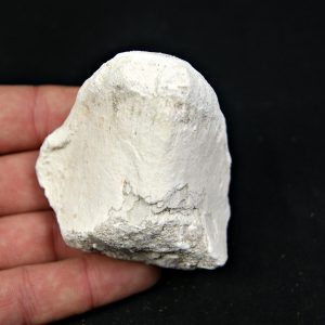 Vértebra craneal de Mosasaurus