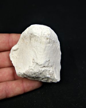 Vértebra craneal de Mosasaurus