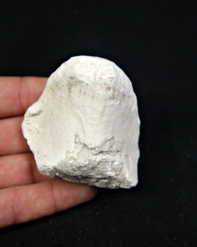 Vértebra craneal de Mosasaurus
