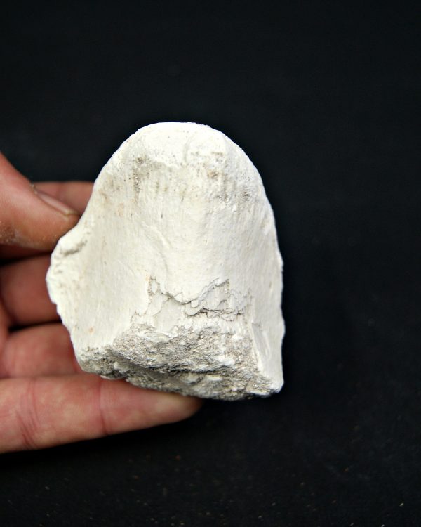 SONY DSC Vértebra craneal de Mosasaurus