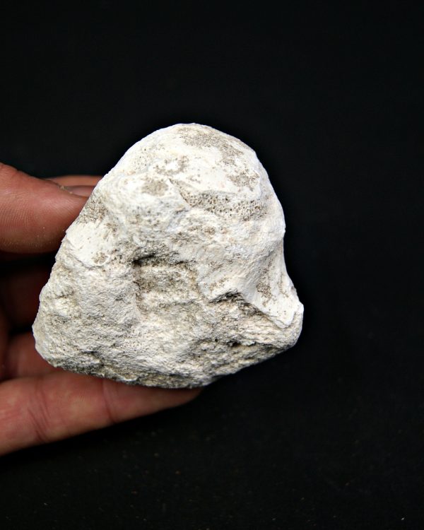 SONY DSC Vértebra craneal de Mosasaurus