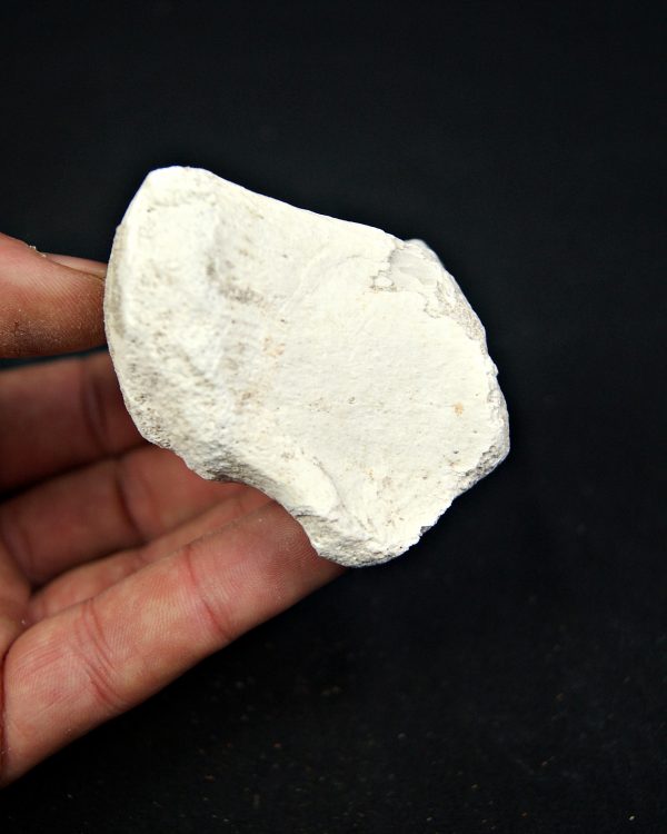 SONY DSC Vértebra craneal de Mosasaurus