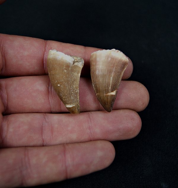 Conjunto dientes de Mosasaurus