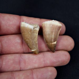 Conjunto dientes de Mosasaurus