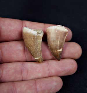 Conjunto dientes de Mosasaurus