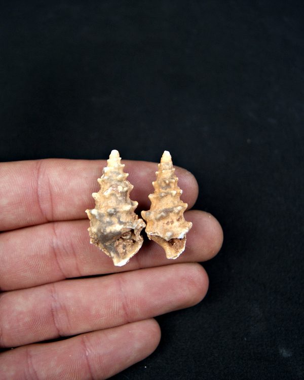 SONY DSC Conjunto Cerithium agatizados