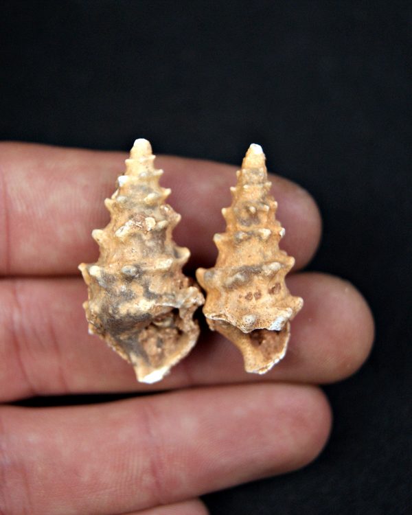 SONY DSC Conjunto Cerithium agatizados