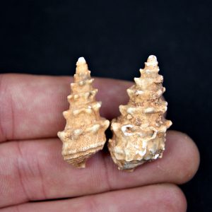 Conjunto Cerithium agatizados
